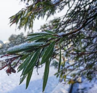 laurier gel neige