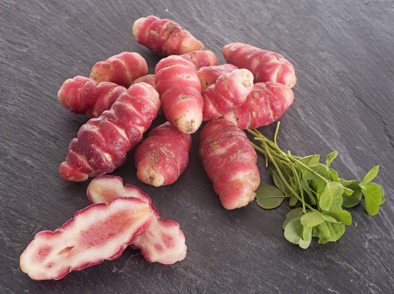 oca du perou