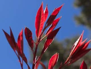 potina red robin feuillage rouge