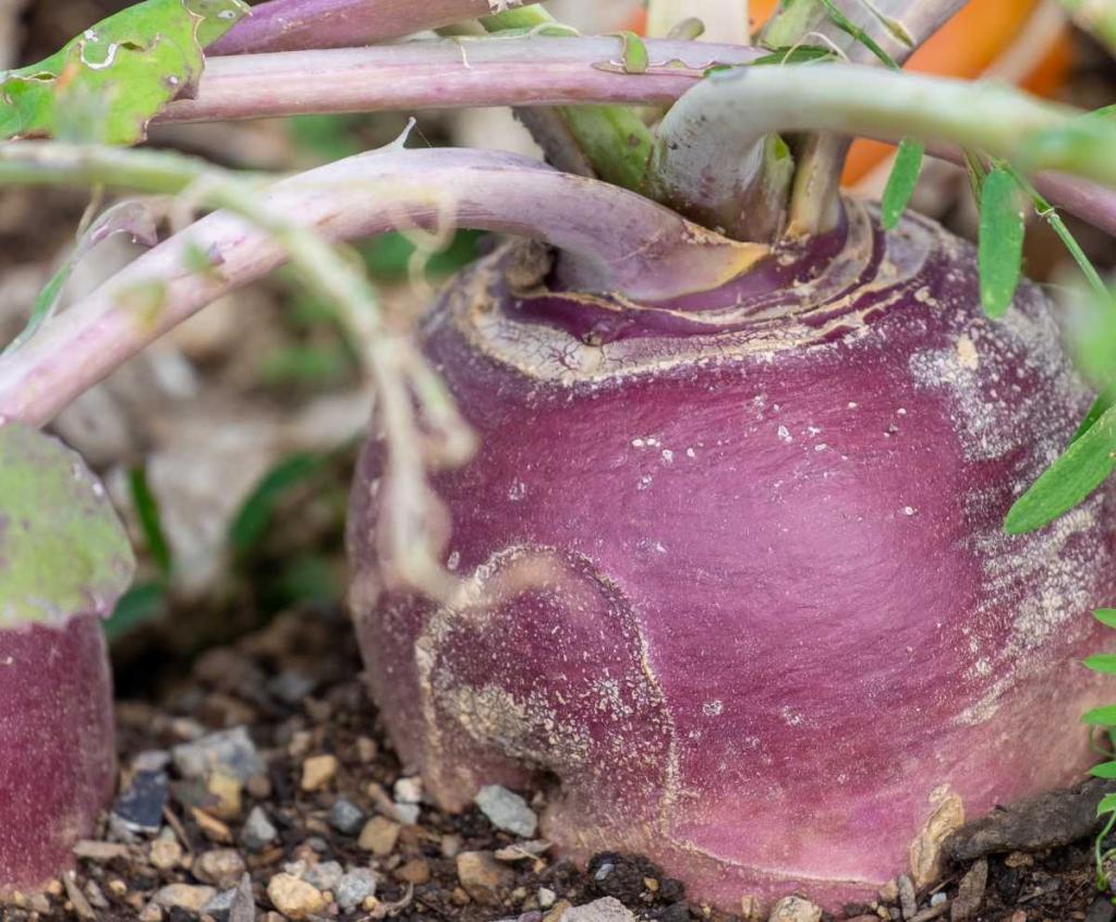 rutabaga culture cultiver