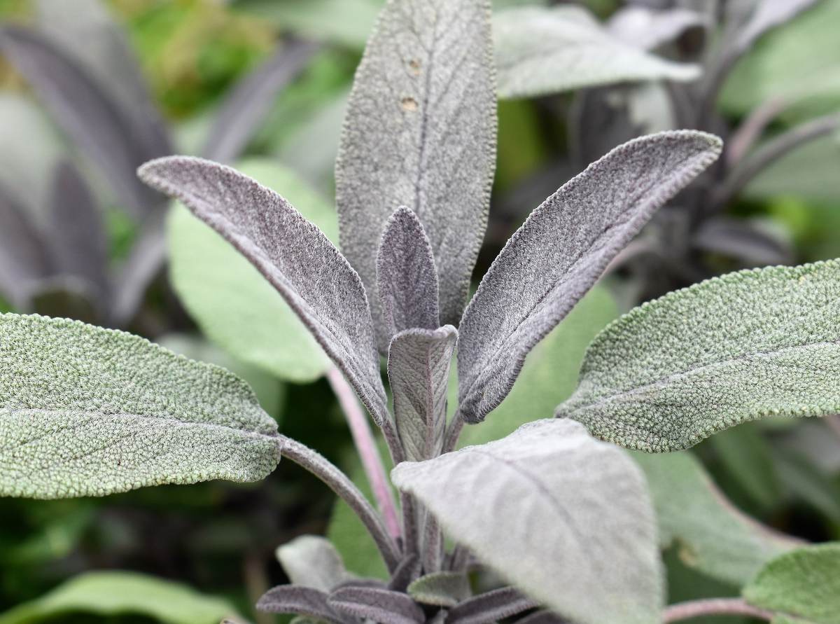 Sauges, Salvia : planter, cultiver et entretenir