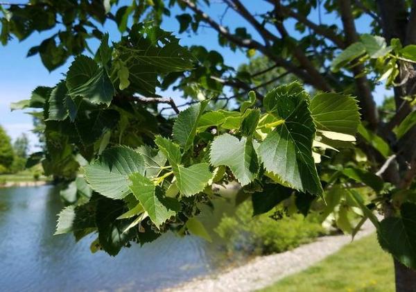 Tilleul : plantation, taille et récolte des feuilles