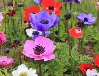 Anemone coronaria - Anémone de Caen ou des fleuristes