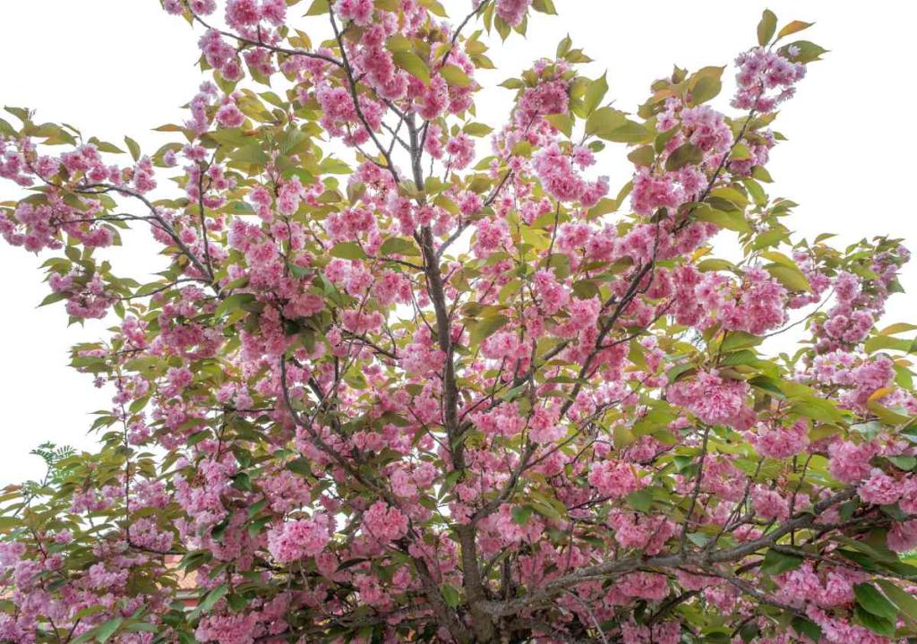 Cerisier à fleurs