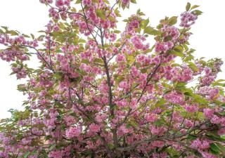 Cerisier à fleurs