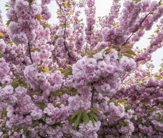 Cerisier du Japon prunus