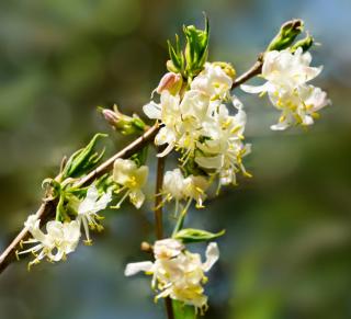 Chèvrefeuille d'hiver - Lonicera standishii