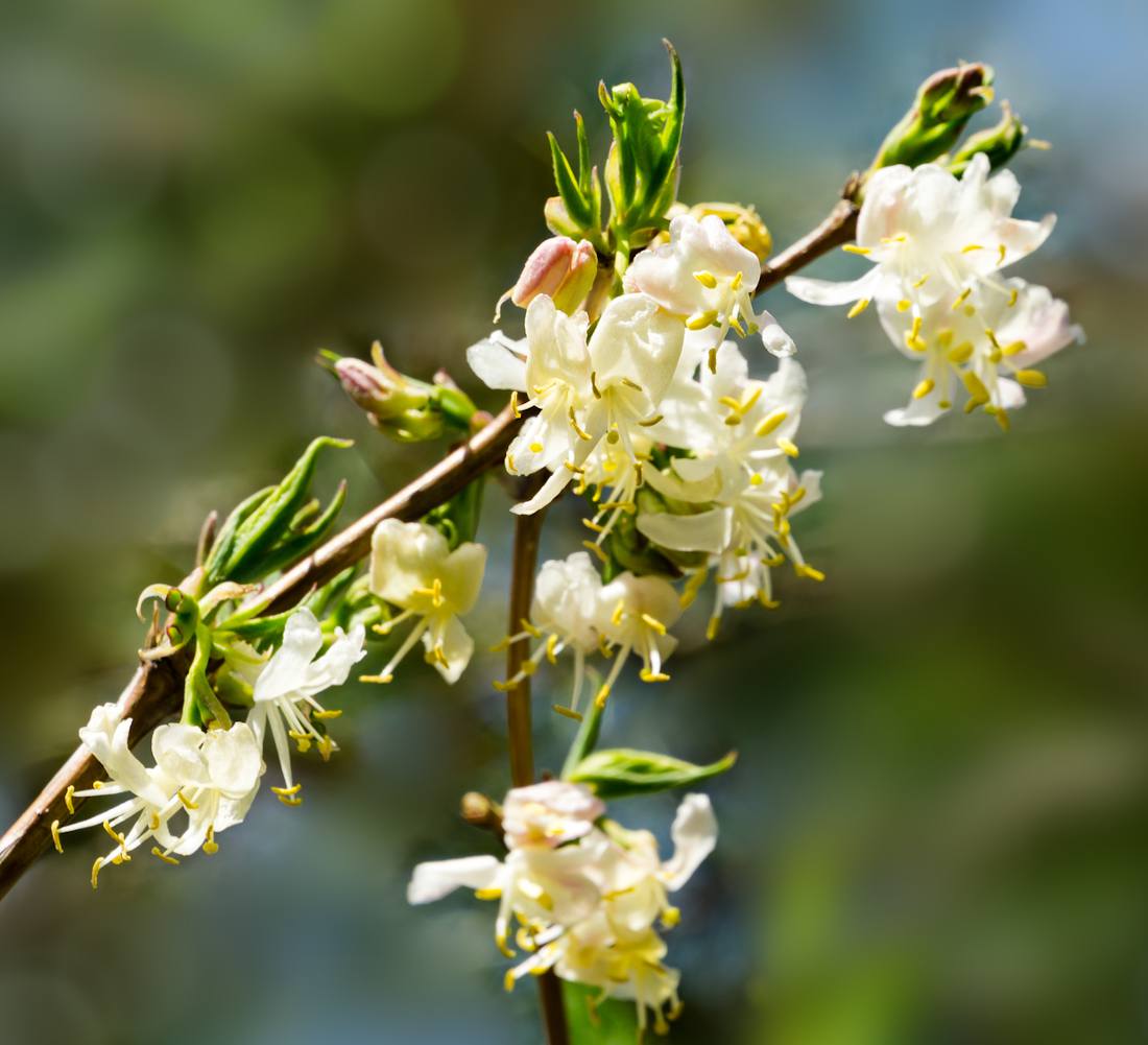 Chèvrefeuille d'hiver - Lonicera standishii