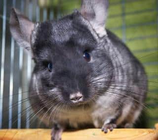 Chinchilla