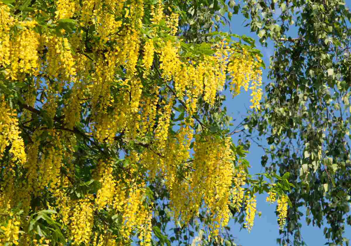 Cytise - laburnum