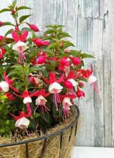 Fuchsia en pot