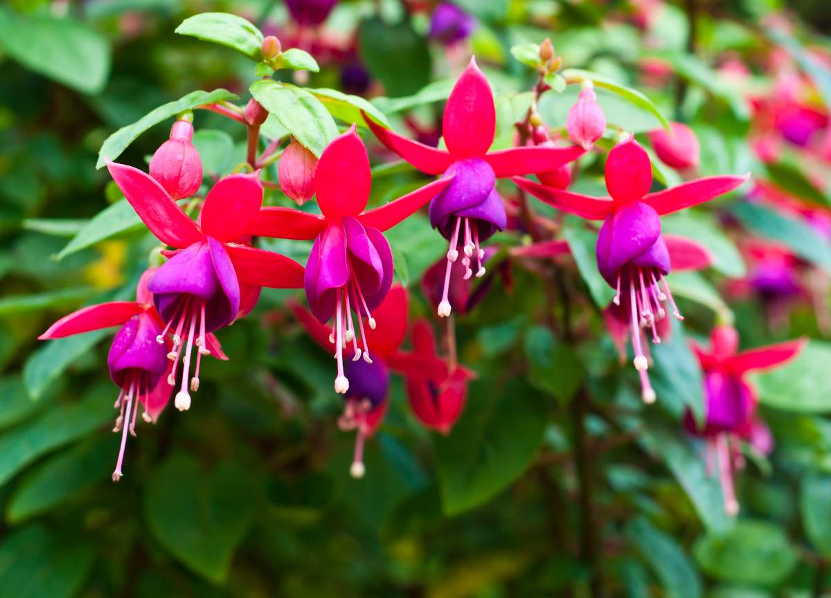 Fuchsia