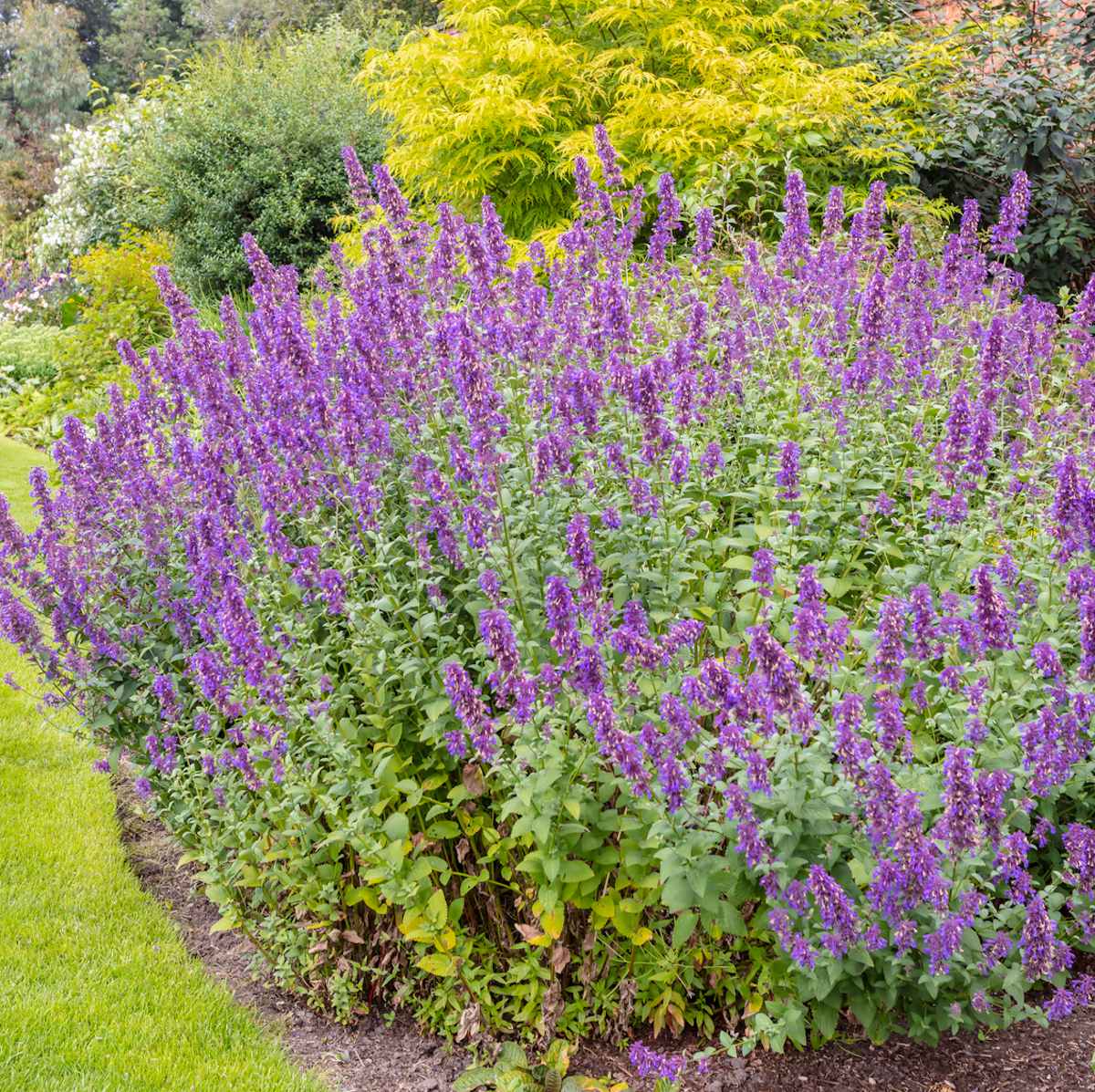 Herbe aux chats - nepeta cataria