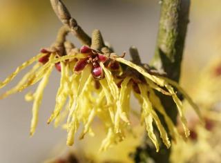 Plantation hamamelis