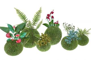 Plantes pour kokedama