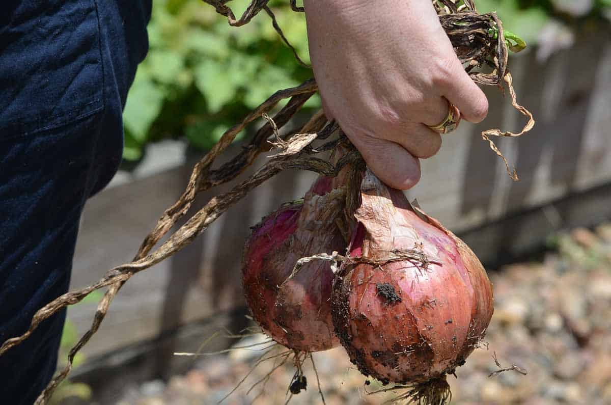 Comment planter des oignons ? Culture et récolte de l'oignon - Nortene