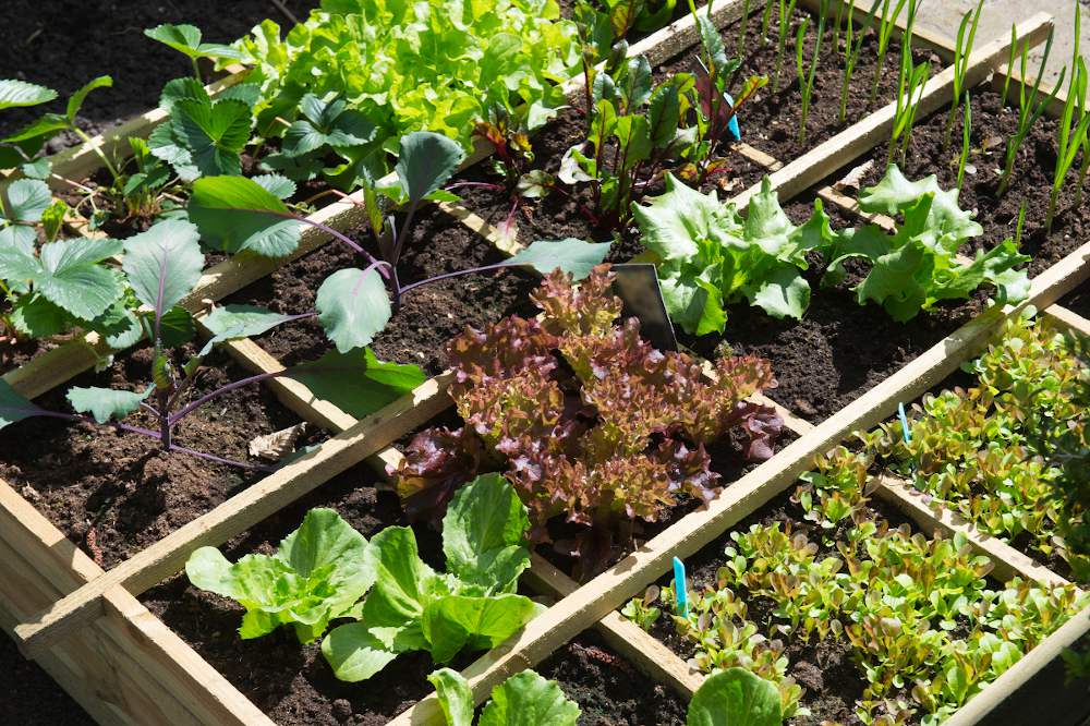 Semis de graines et plantations au potager en septembre