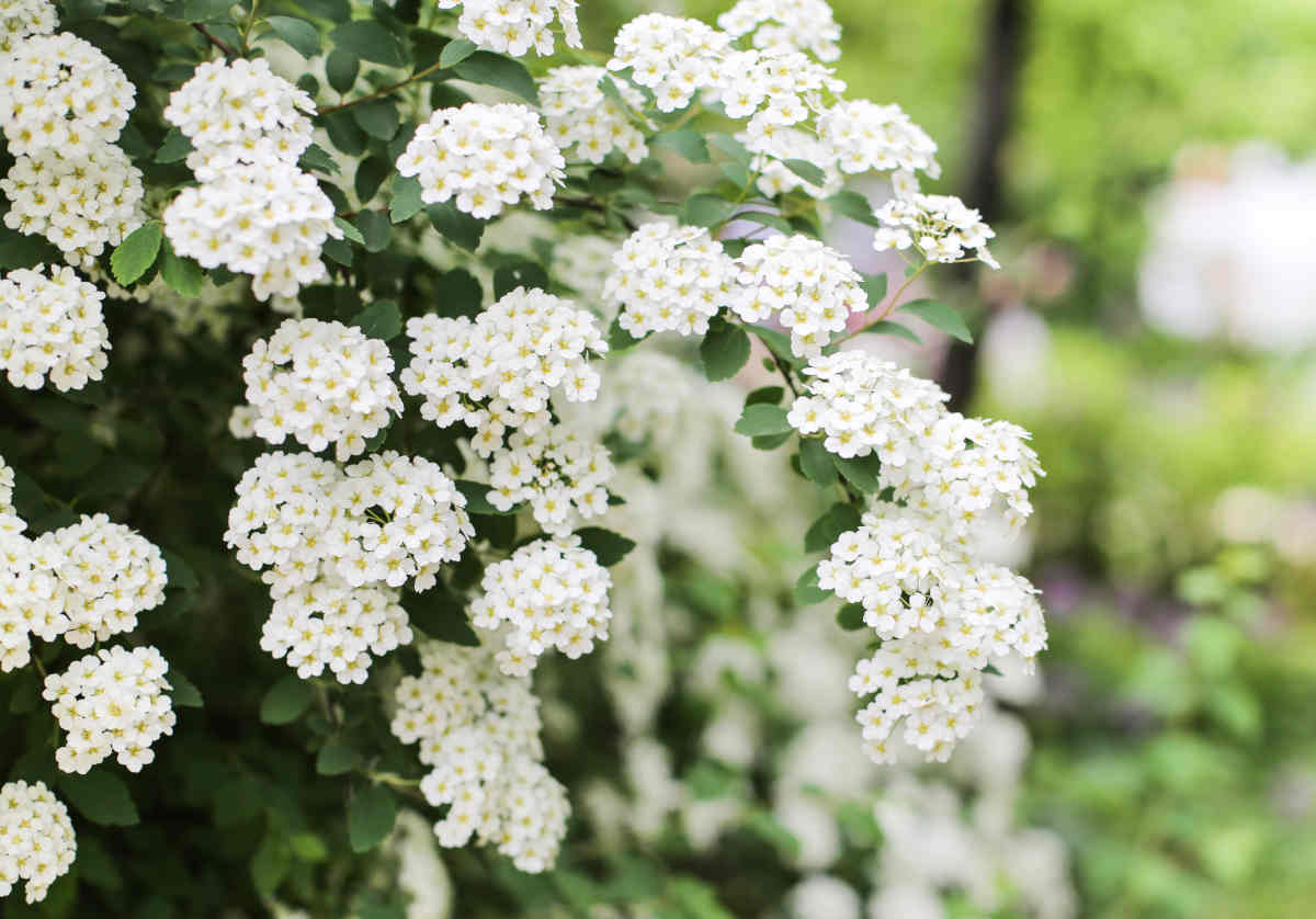 Spirée - Spiraea