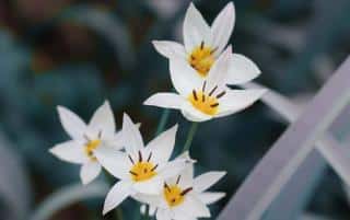 Tulipa_sylvestris_tulipe botanique