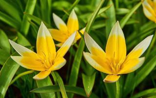 Tulipe botanique tarda