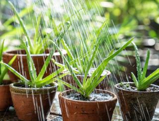 aloe vera arrosage