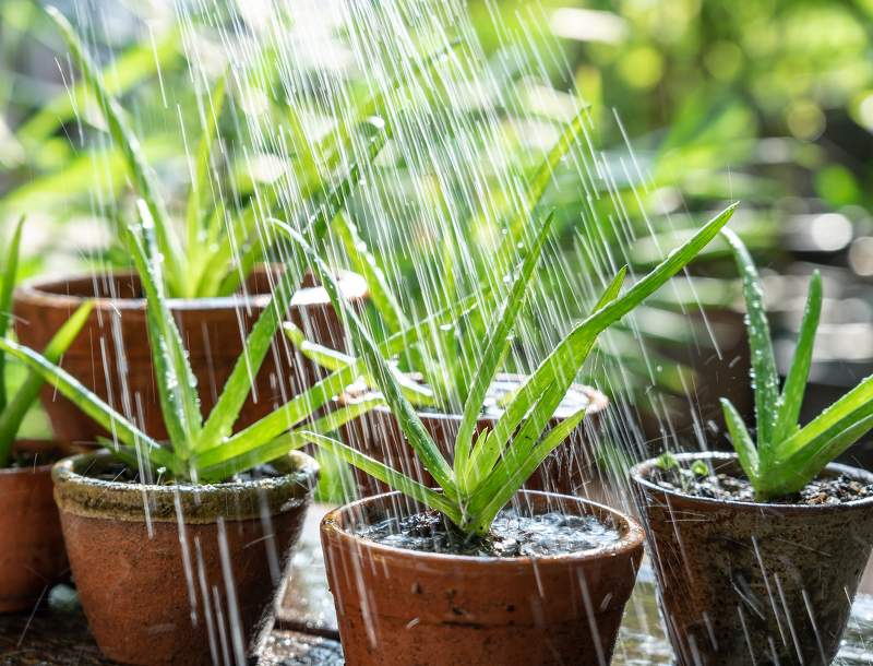 Aloe vera : plante, entretien, culture en pot