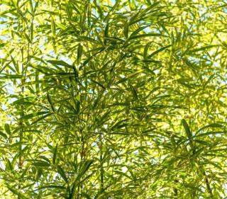 bambou Pleioblastus