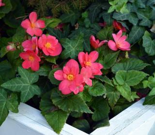 begonia entretien