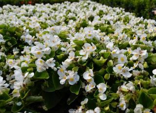 begonia exterieur plantation