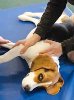 bienfaits osteopathie chien canine