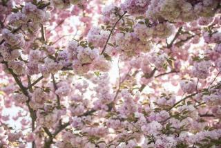 cerisier a fleurs