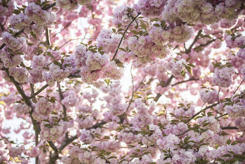 Cerisier à fleurs : plantation, floraison et entretien