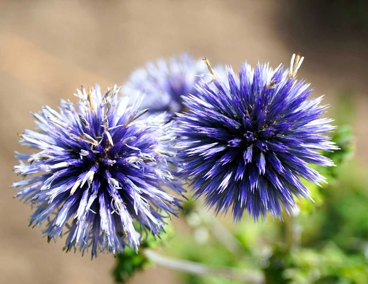 chardon bleu - Eryngium planus