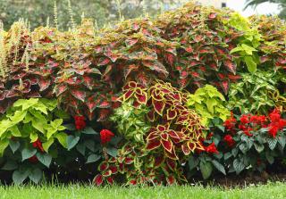 coleus exterieur