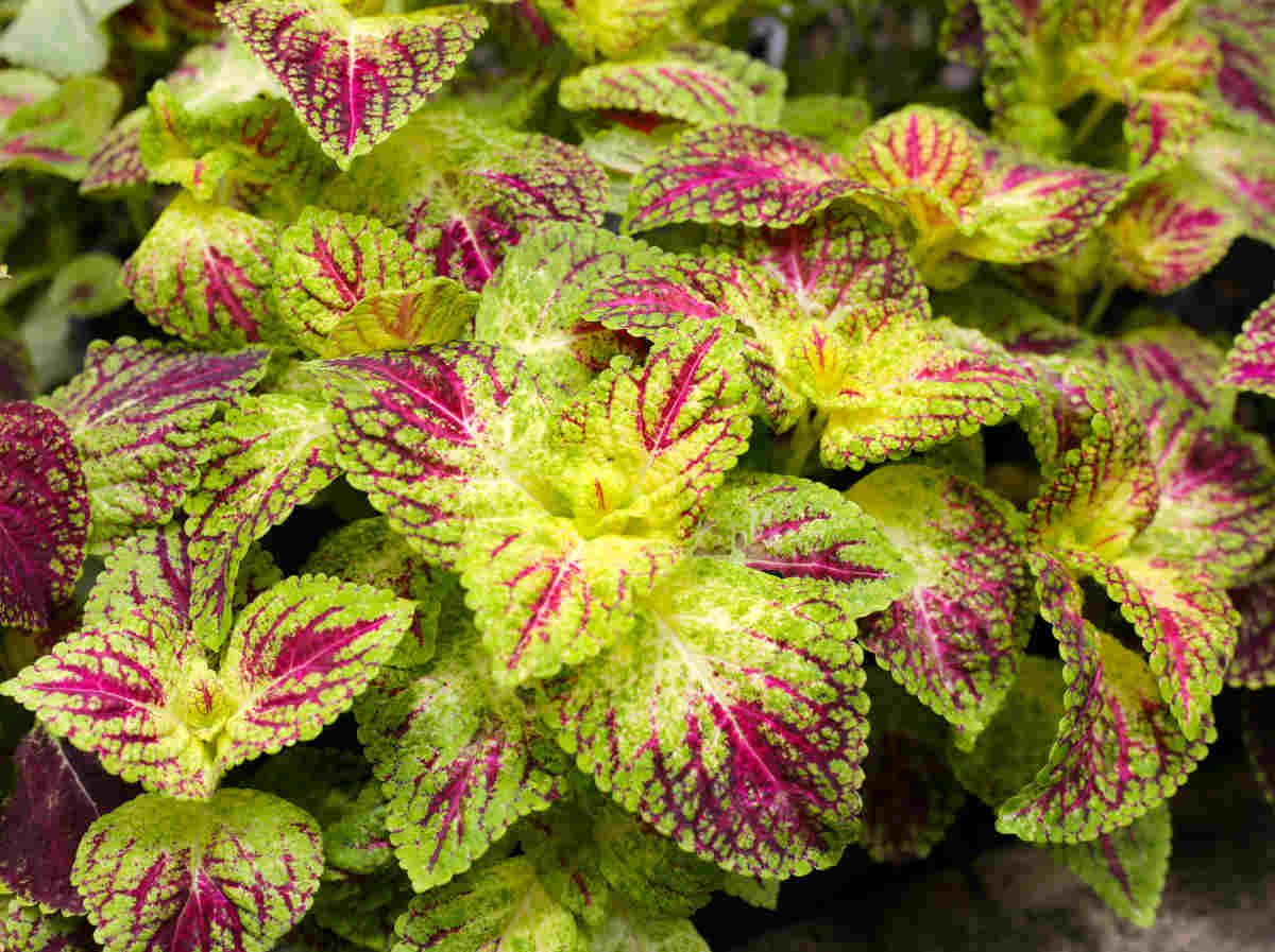 coleus