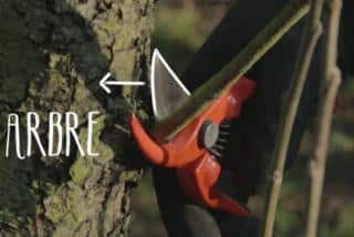 conseil pour la taille des arbre arbuste