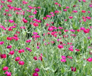 coquelourde des jardins