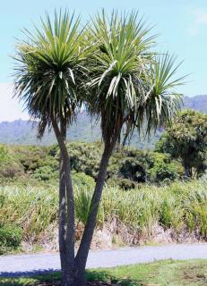 cordyline australis