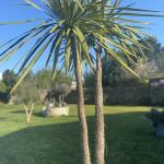 cordyline australis dans un jardin