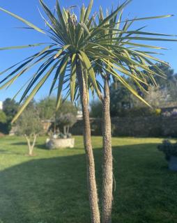 cordyline australis dans un jardin et feuilles jaune