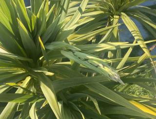 fleur cordyline