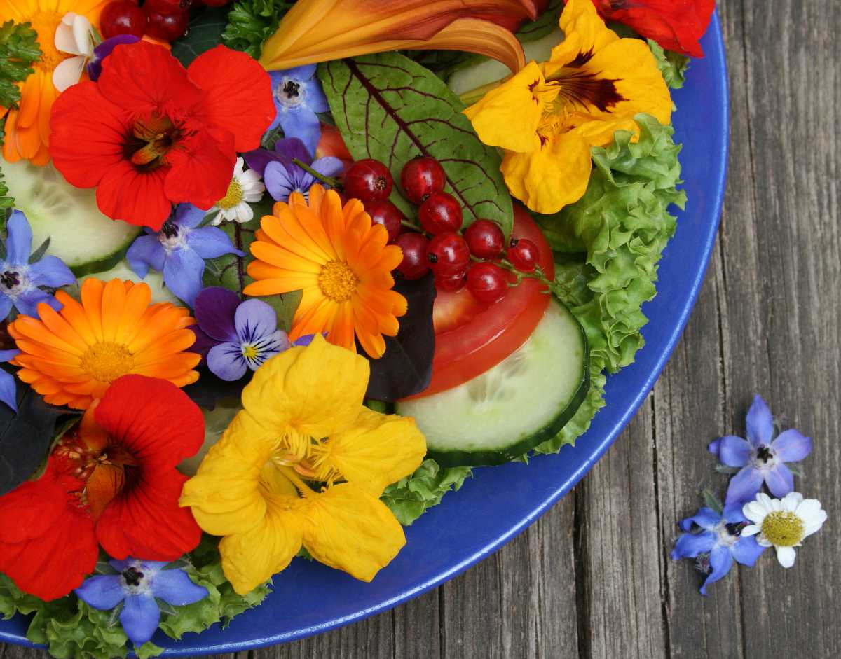 Fleurs comestibles à cultiver pour vos plats et salades