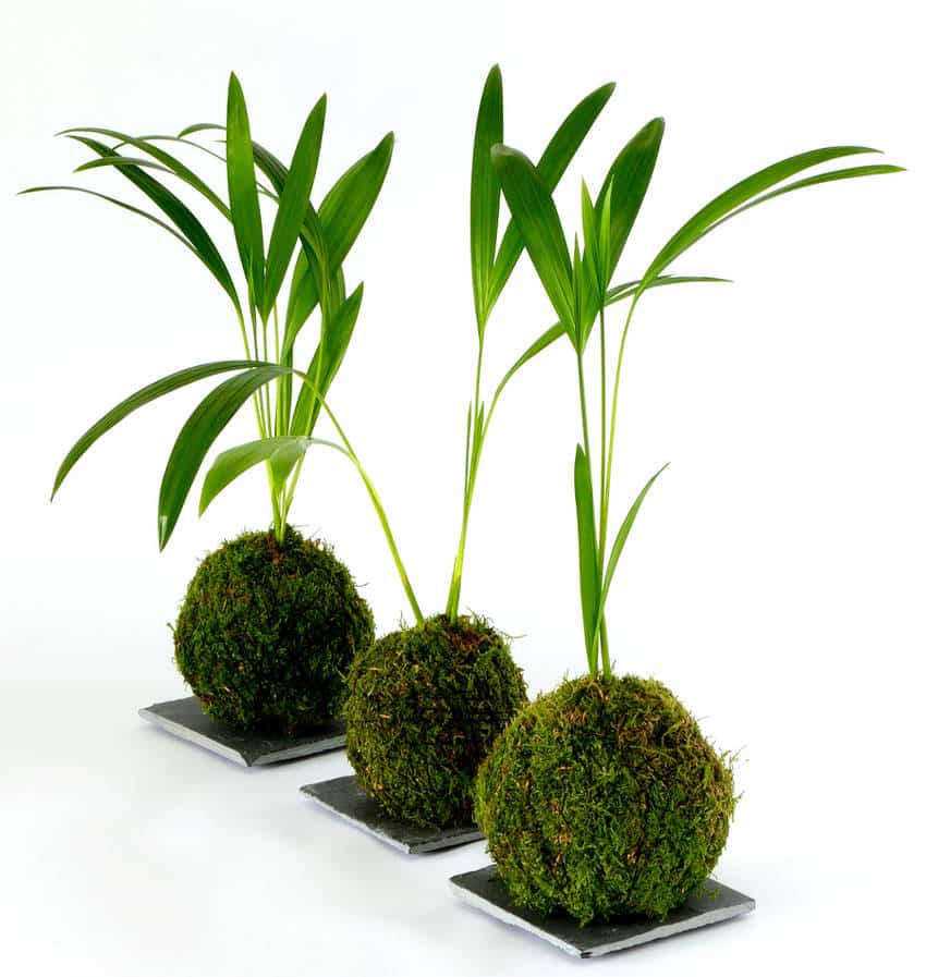 idee plante kokedama