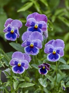 Jardinière de pensées en fleurs