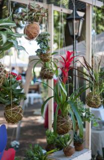 kokedama suspendu plantes