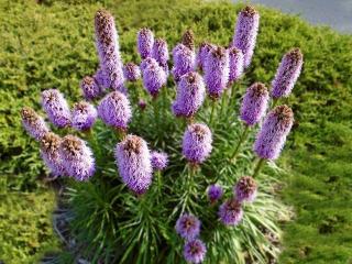 liatris massif