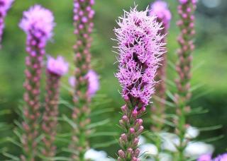 liatris - plume du kansas