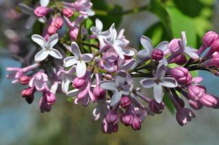 lilas en fleur