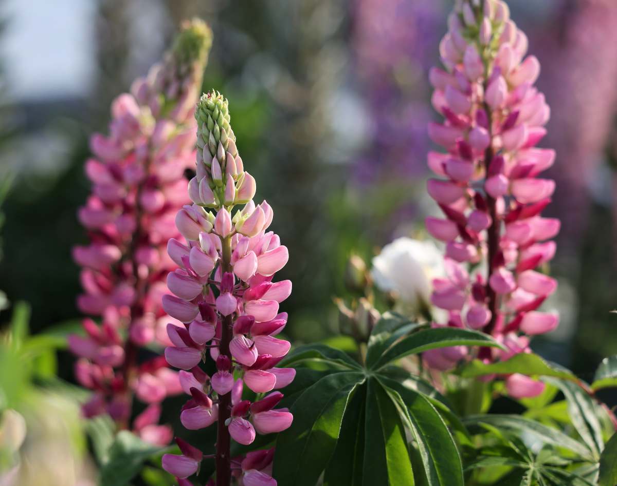 lupin fleur