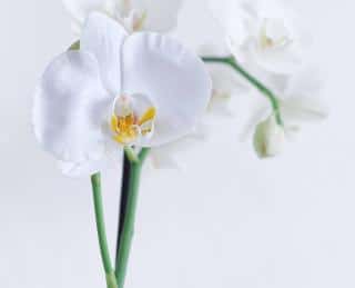 orchidée plante épiphyte